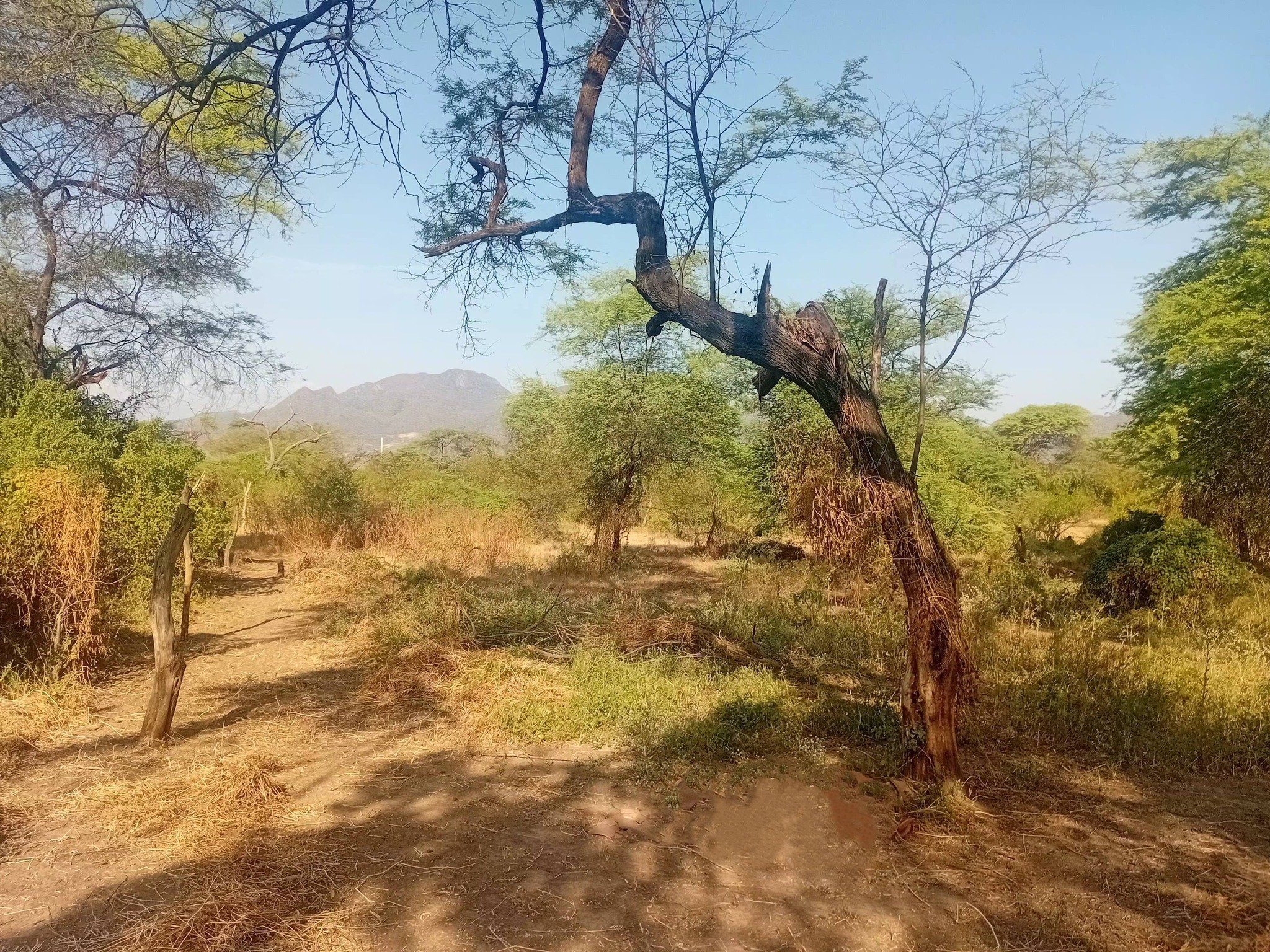 Dry forest landscape – Santa Isabel Laynas surroundings, La Matanza Piura Peru
