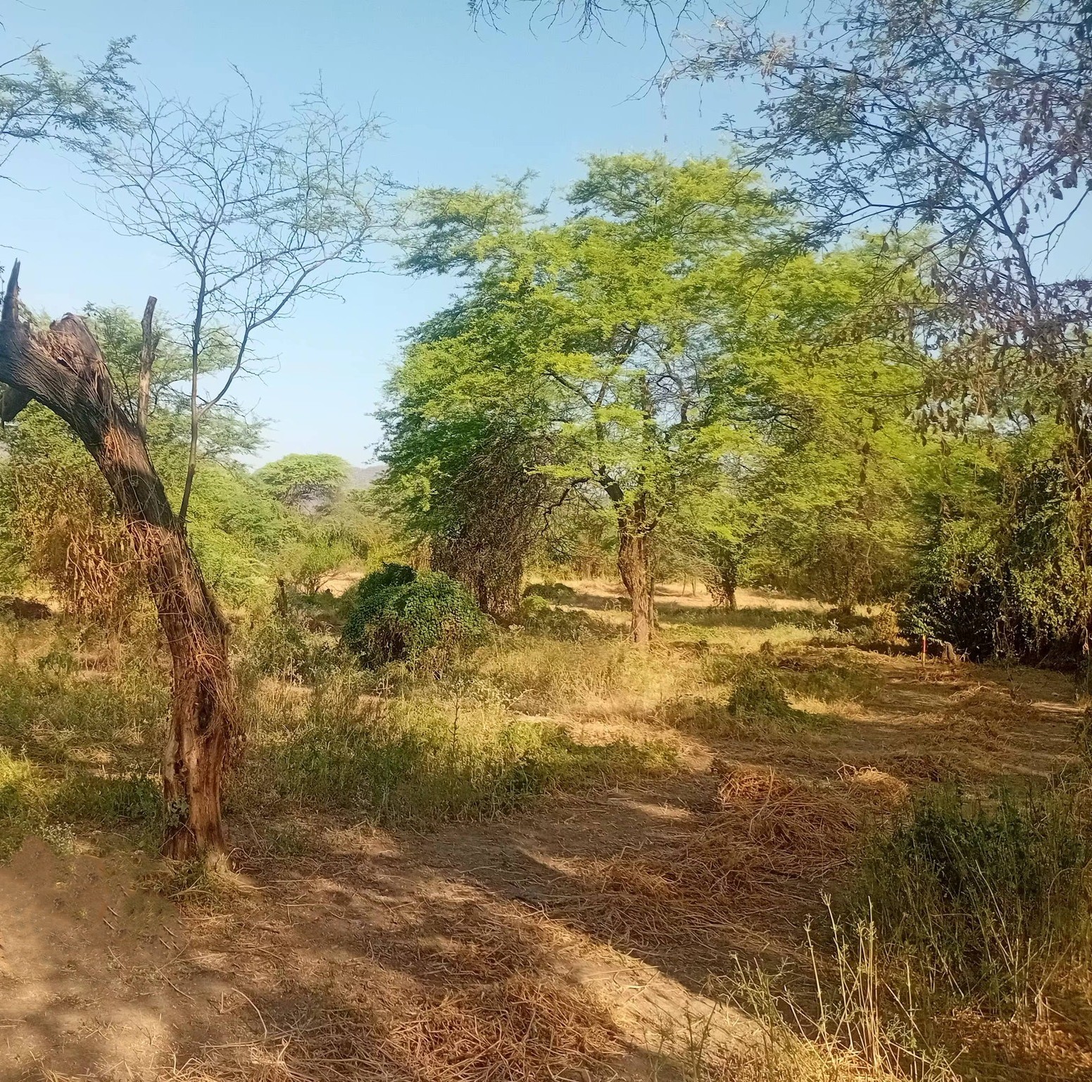 Open land terrain – Manzana 95 Santa Isabel Laynas, Morropón Piura