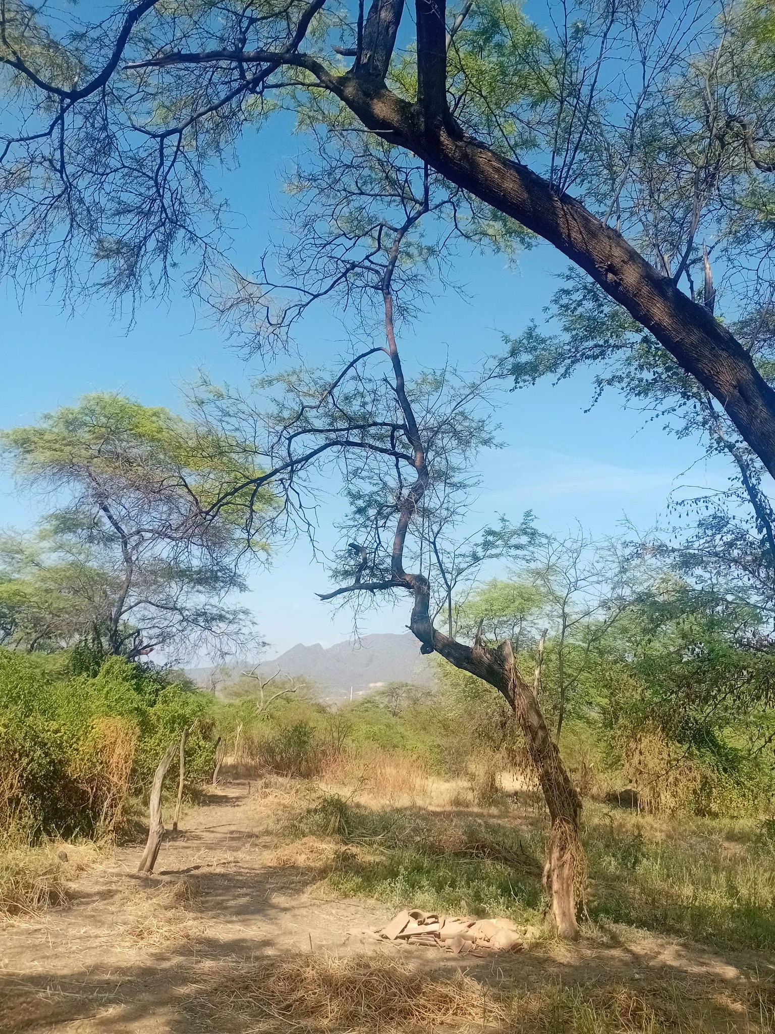 Algarrobo trees – native dry forest near La Matanza, Piura Peru