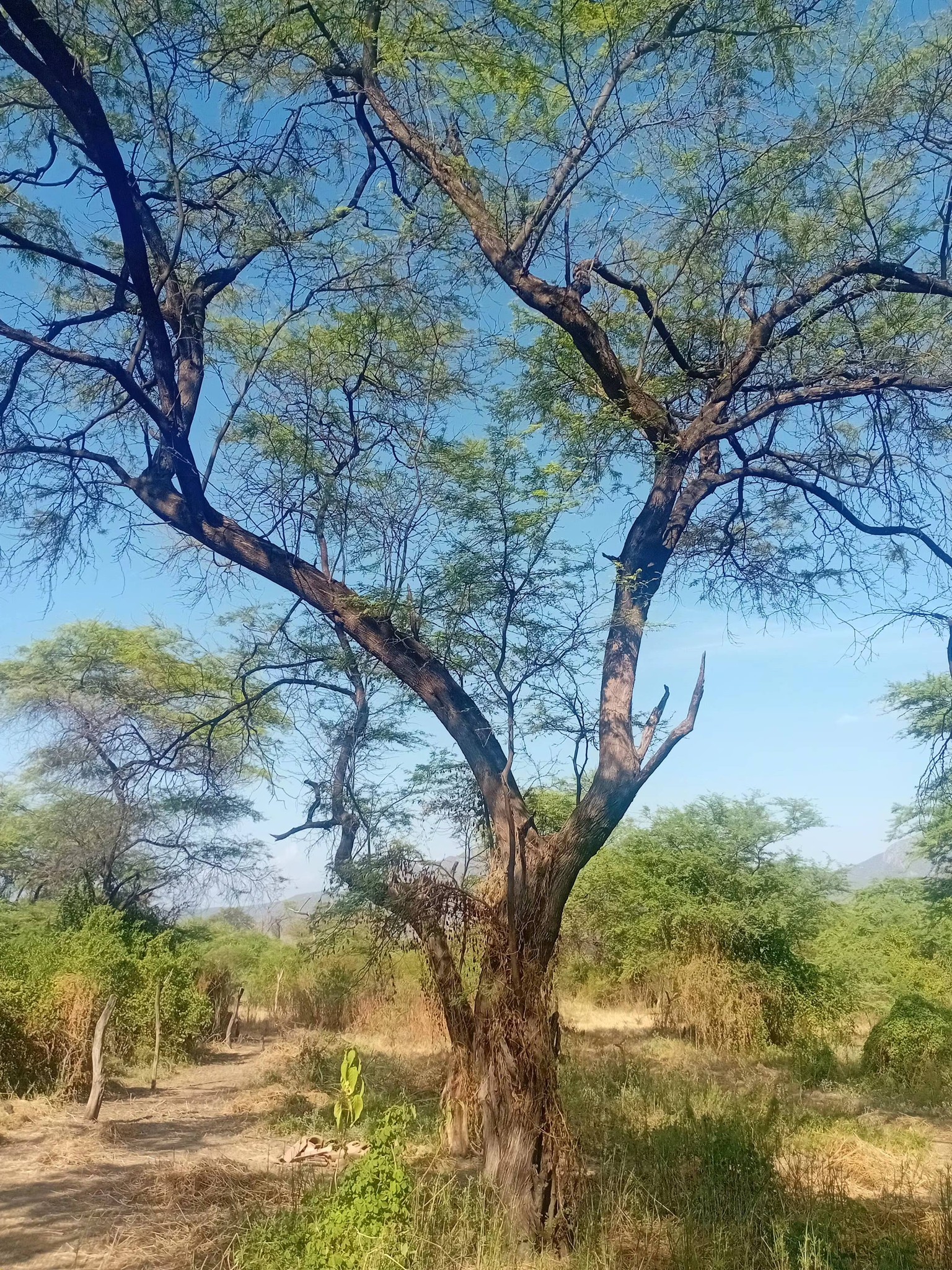 Green vegetation – Santa Isabel Laynas landscape Piura