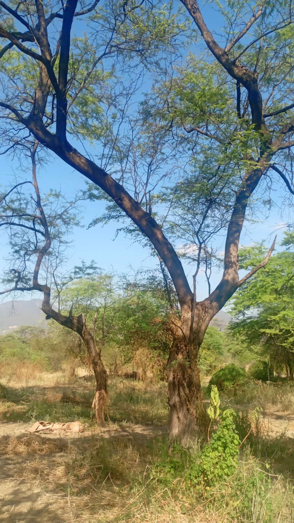 Mature algarrobo trees – lot surroundings La Matanza Piura Peru